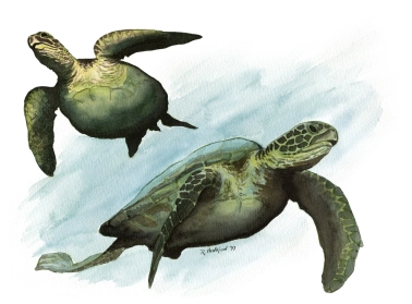 Green Turtle Green Turtle