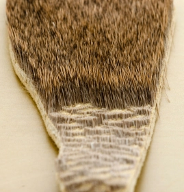 Short hair Short hair