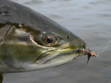 The Copper Camel strikes The Copper Camel strikes