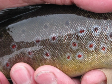 The Spots of a wild brown trout The Spots of a wild brown trout