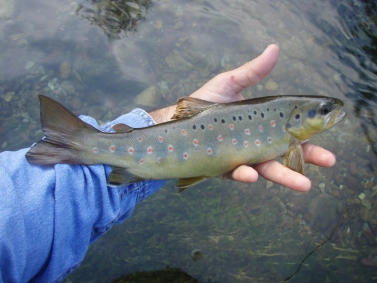 Beautiful marks Beautiful marks