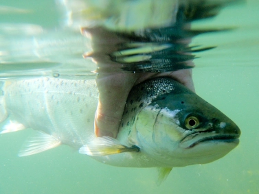 Underwater Underwater