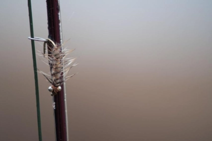 Rod and fly - asymmetrical Rod and fly - asymmetrical