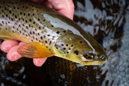 Hallucinated Trout Hallucinated Trout