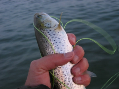 Another small one Another small one