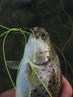 Grey Frede strikes again Grey Frede strikes again