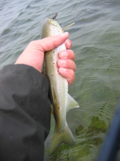 The smallest one The smallest one