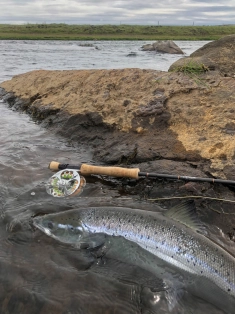 Scott Radian Scott Radian