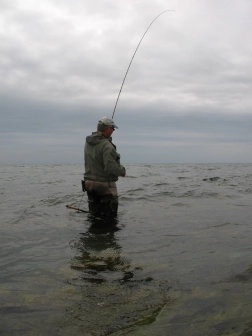 Fish in the current Fish in the current