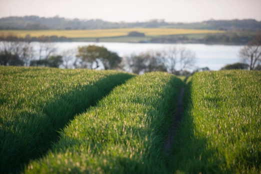 Spring fields Spring fields