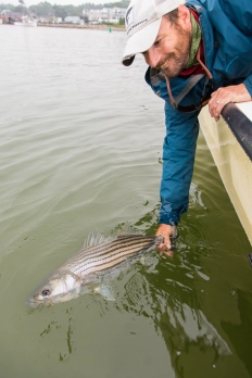 Releasing another nice striper Releasing another nice striper