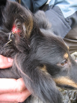 An ear ring An ear ring