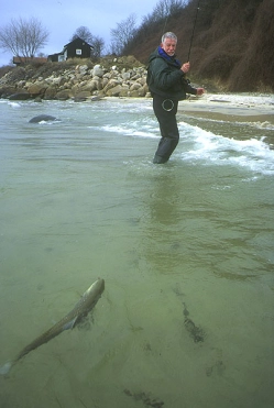 Joergen walking in a trout Joergen walking in a trout