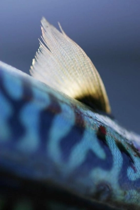 Mackerel study Mackerel study