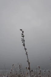 Winter twigs Winter twigs