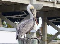 Pelican Pelican