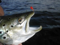 Stiff upper lip Stiff upper lip