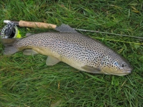 Hefty brown trout Hefty brown trout