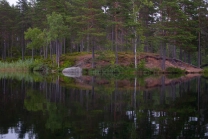 Lush forest Lush forest