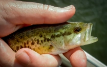 Youngsters Youngsters