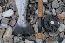 In the stones In the stones