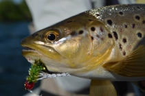 Brown trout on a rubber leg fly Brown trout on a rubber leg fly