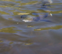 Rainbow rising to eat a spinner Rainbow rising to eat a spinner