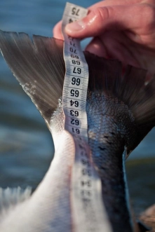 Measuring a salmon Measuring a salmon
