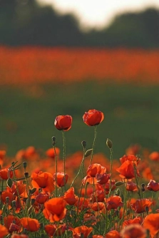 Poppy's Poppy's