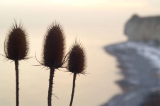 Silhouettes Silhouettes