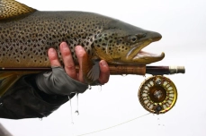 Brown trout Brown trout