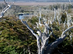 Windswept trees Windswept trees