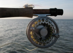 White version White version