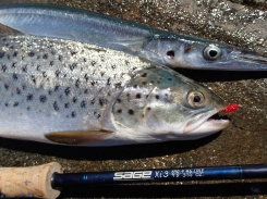 Fish for the pan Fish for the pan