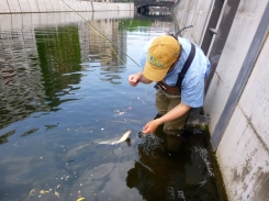 Foreign ministry bream Foreign ministry bream