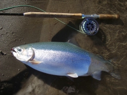 Healthy shape? Healthy shape?