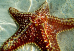 Beautiful starfish Beautiful starfish