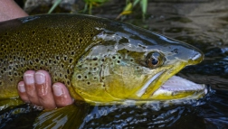 Brown trout Brown trout