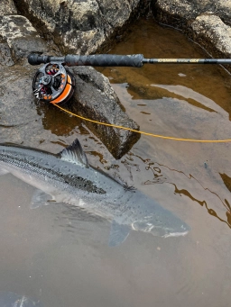 Loomis GLX Loomis GLX