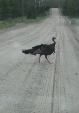 Wild turkey Wild turkey
