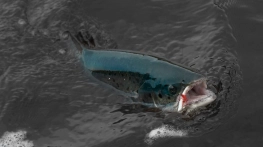 Traditional Traditional