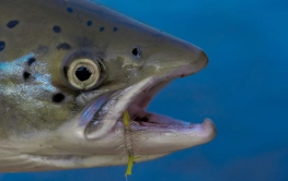 On the Bomber On the Bomber