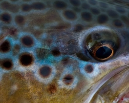 Brown trout eye Brown trout eye