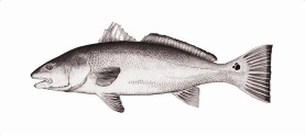 Redfish Redfish