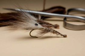 A Zoom shrimp A Zoom shrimp