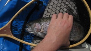 Healthy rainbows Healthy rainbows