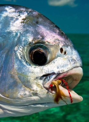 Cuban permit Cuban permit