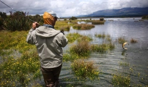 Lake edge brown Lake edge brown