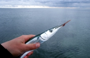 Garfish Garfish