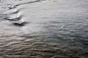 Cruising fish Cruising fish